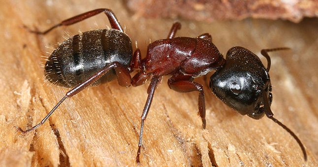 Kerbtiere insekten